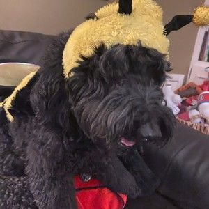 Meet your Posher, Max